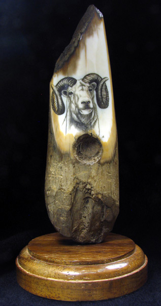 fossilized ivory scrimshaw
